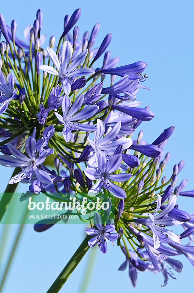 497356 - African lily (Agapanthus africanus)