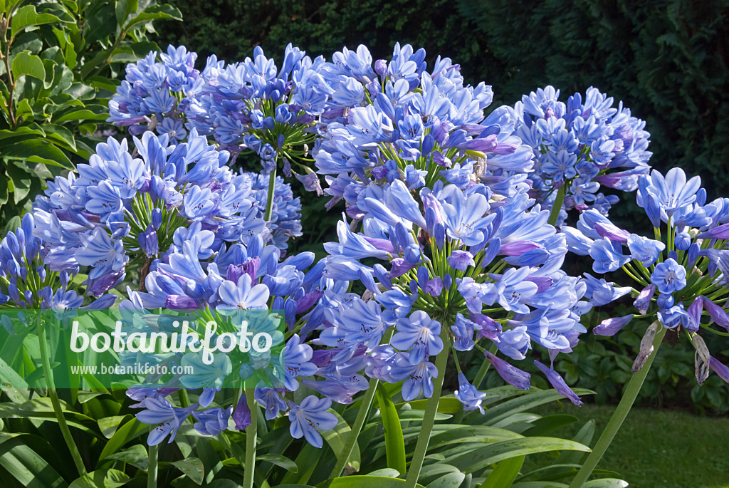 511337 - African lily (Agapanthus africanus)