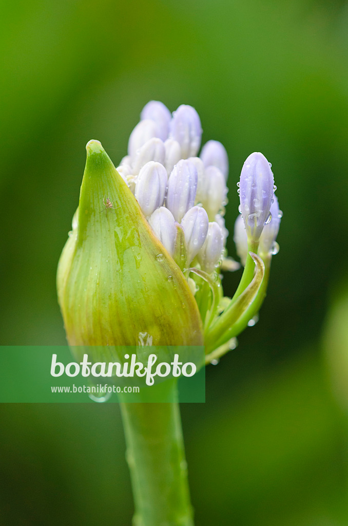 534365 - African lily (Agapanthus africanus)