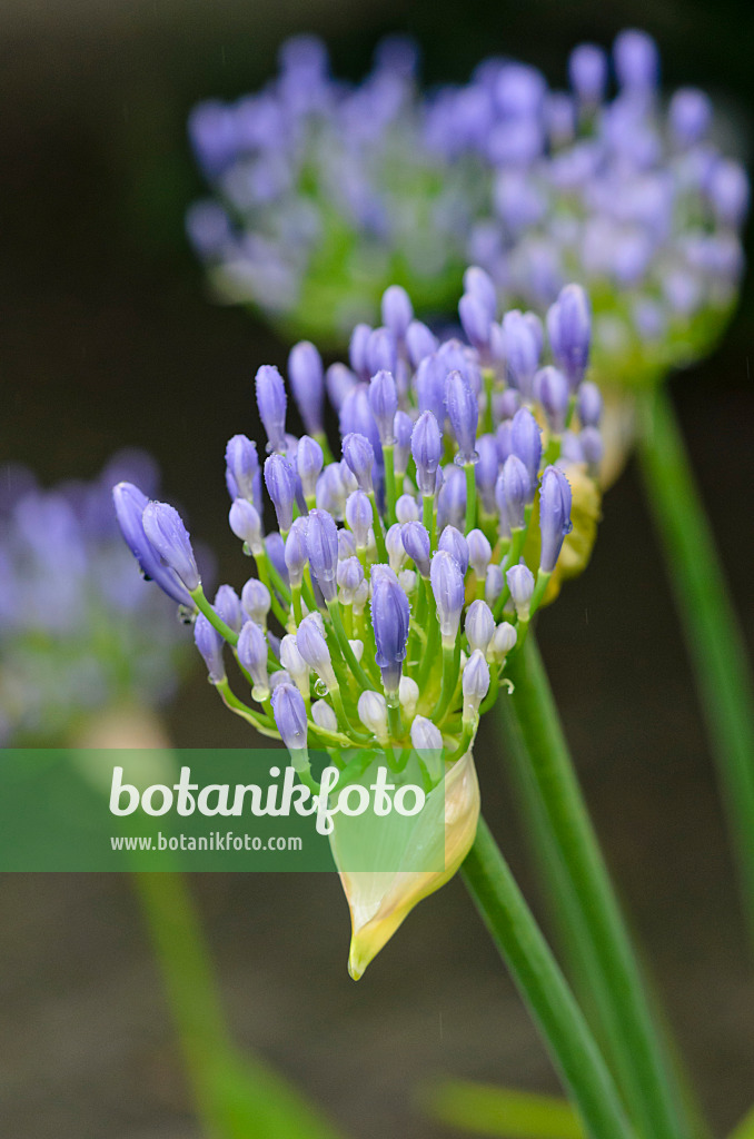 534371 - African lily (Agapanthus africanus)