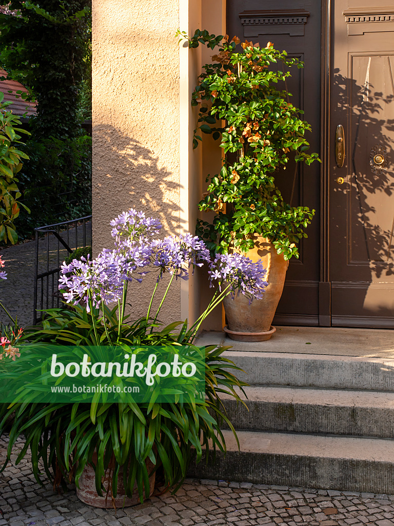 463012 - African lily (Agapanthus) and Bougainvillea