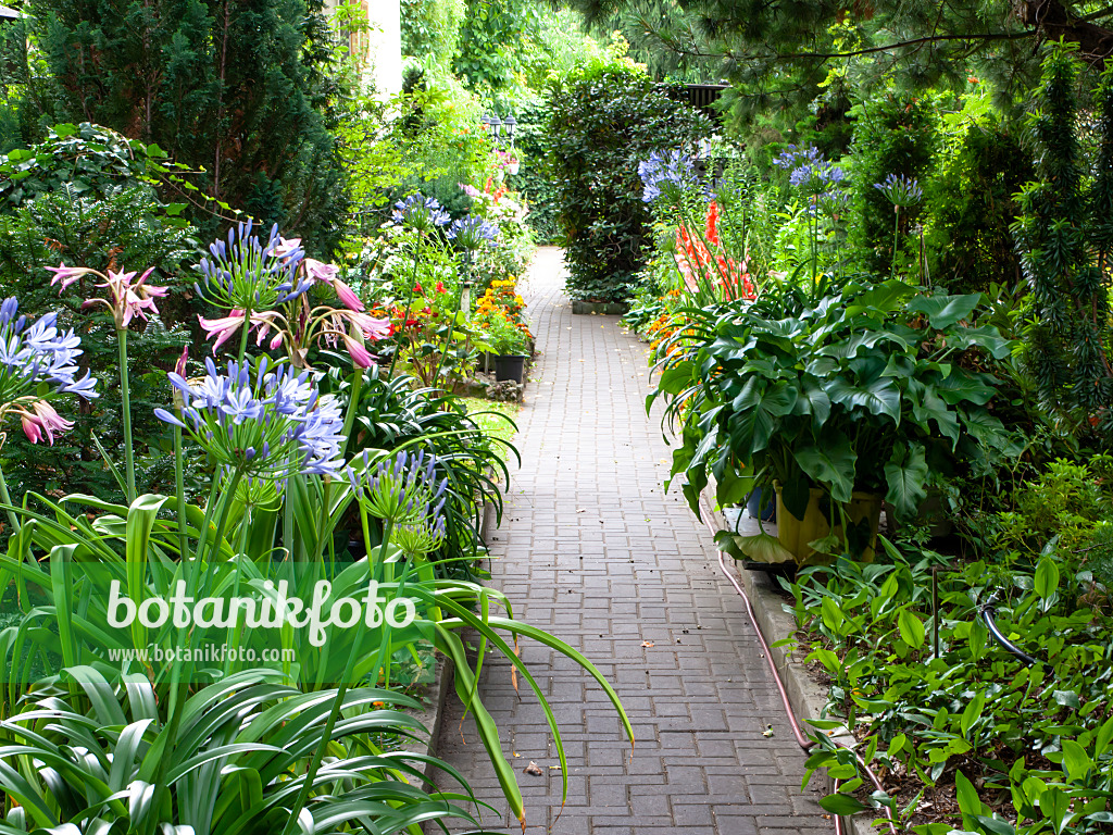 474392 - African lily (Agapanthus and Crinum) in a front garden