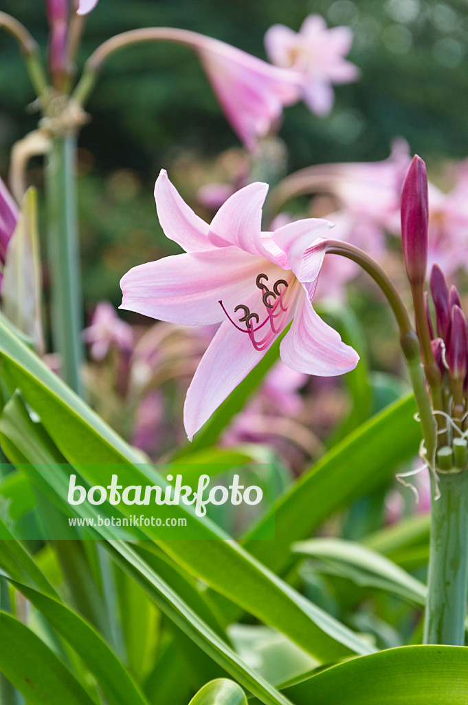 511080 - African lily (Crinum x powellii)