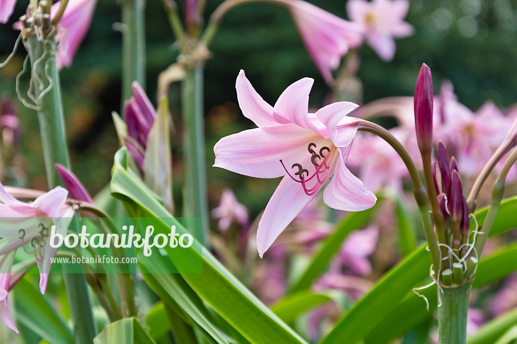 511081 - African lily (Crinum x powellii)