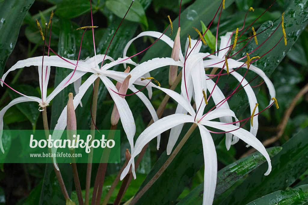 551002 - African lily (Crinum purpurascens)