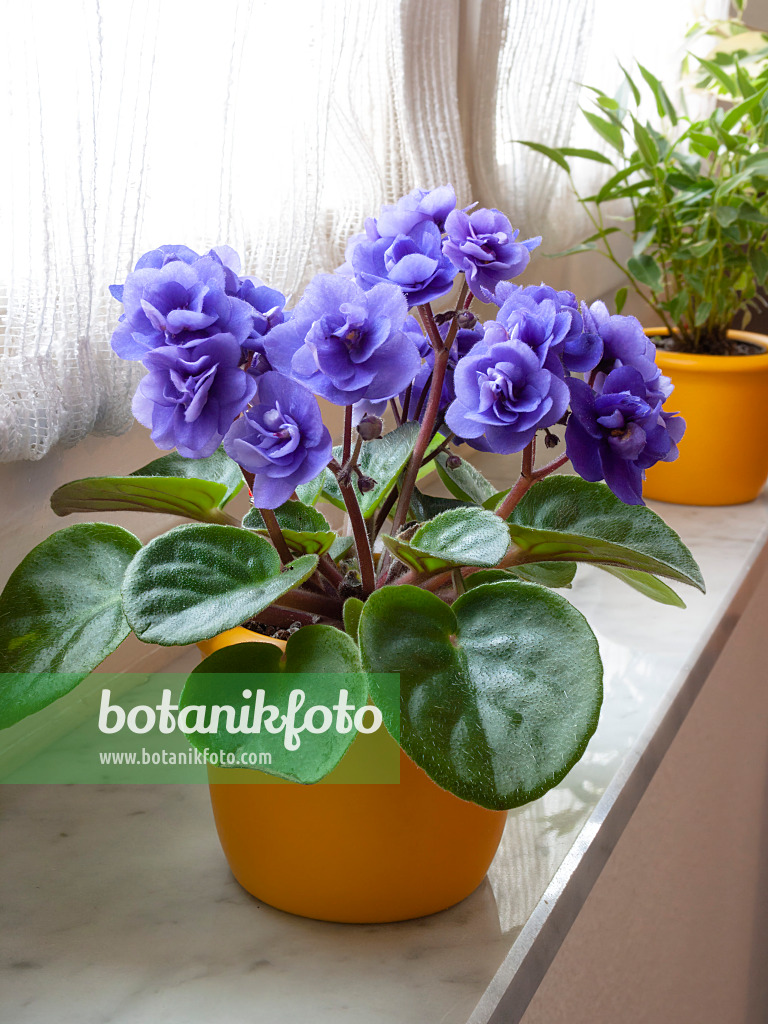 400019 - African violet (Saintpaulia ionantha)