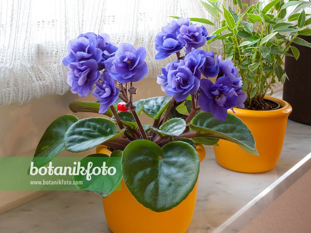 400020 - African violet (Saintpaulia ionantha)