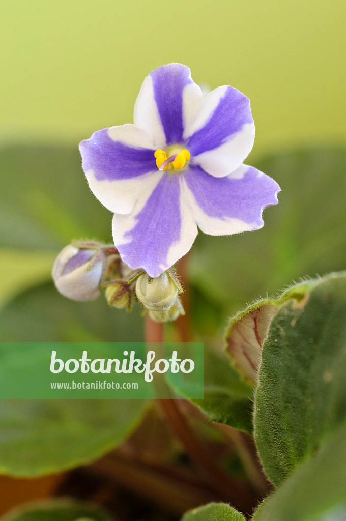 483105 - African violet (Saintpaulia ionantha)