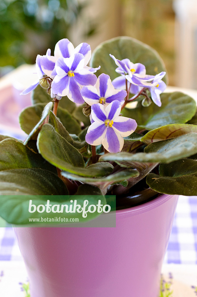 483175 - African violet (Saintpaulia ionantha)