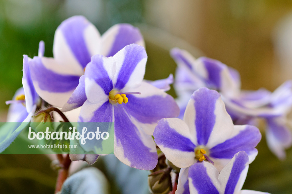 483176 - African violet (Saintpaulia ionantha)