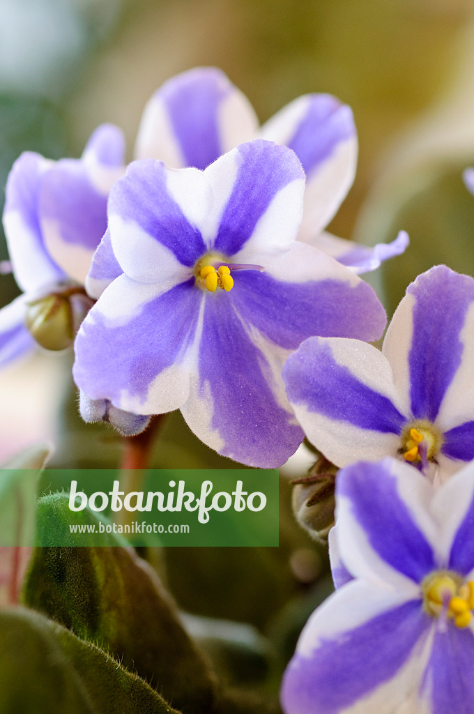 483177 - African violet (Saintpaulia ionantha)