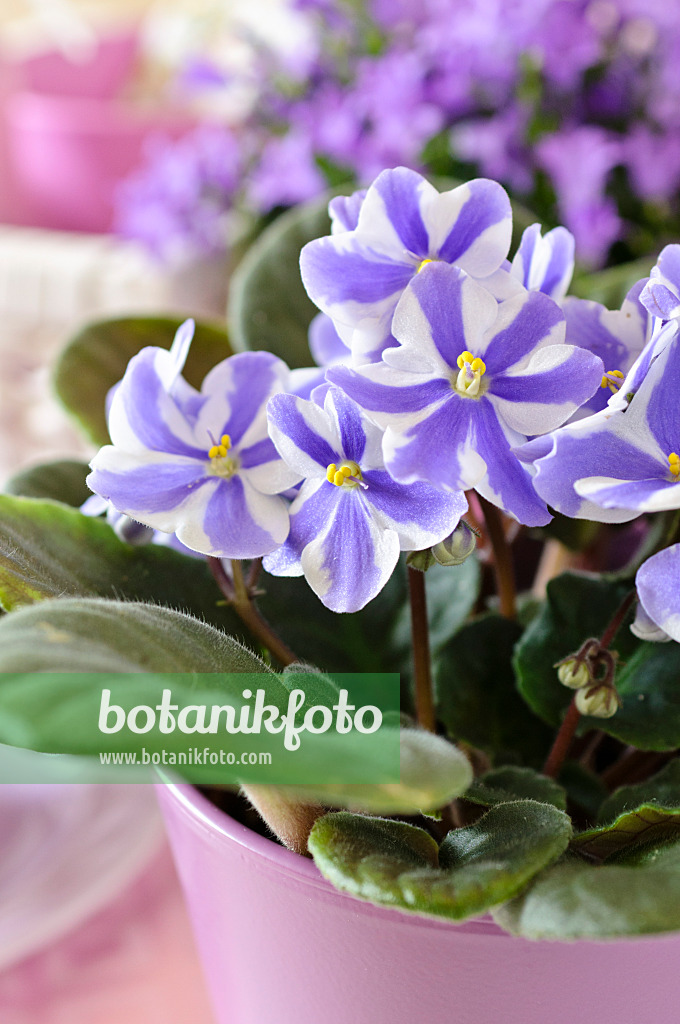 484010 - African violet (Saintpaulia ionantha)