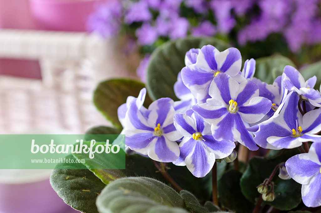 484011 - African violet (Saintpaulia ionantha)