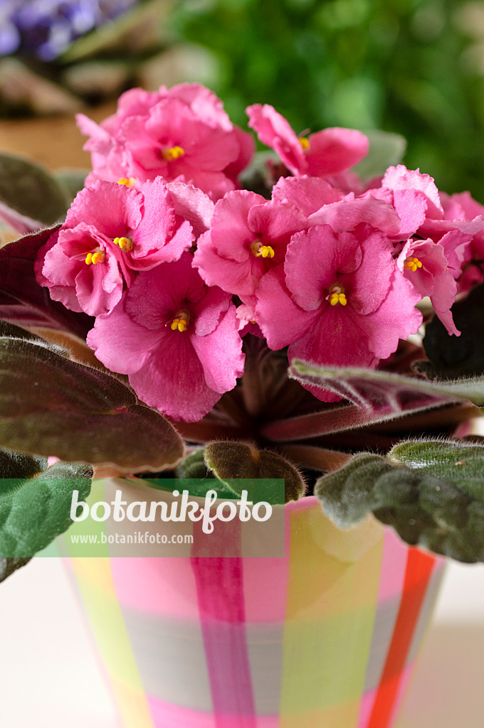 484173 - African violet (Saintpaulia ionantha)