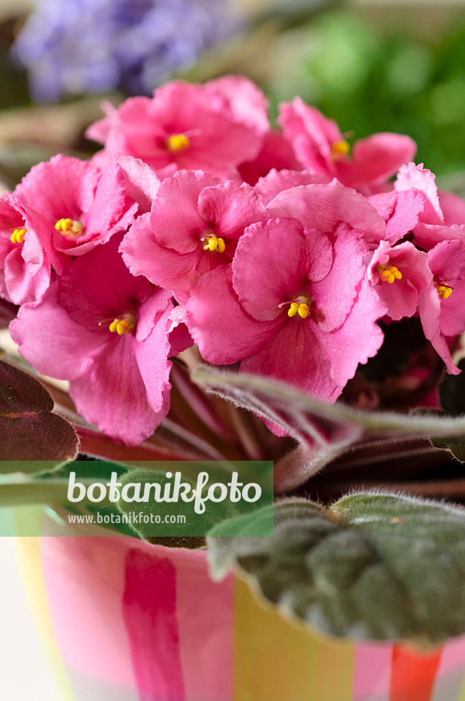 484174 - African violet (Saintpaulia ionantha)