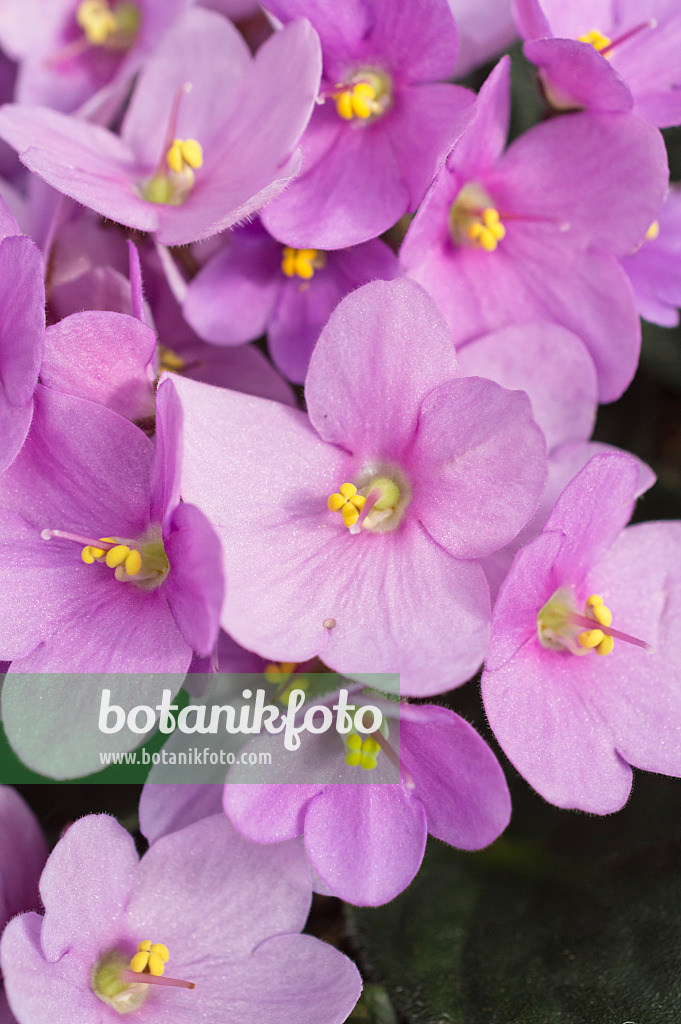 512026 - African violet (Saintpaulia ionantha)