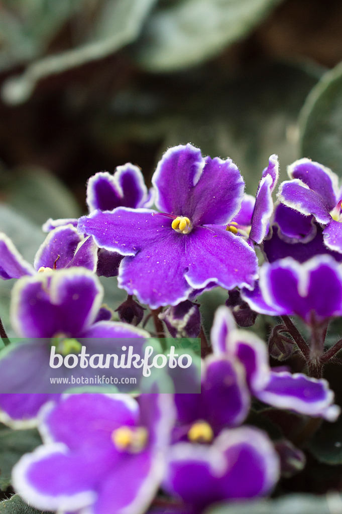 512035 - African violet (Saintpaulia ionantha)