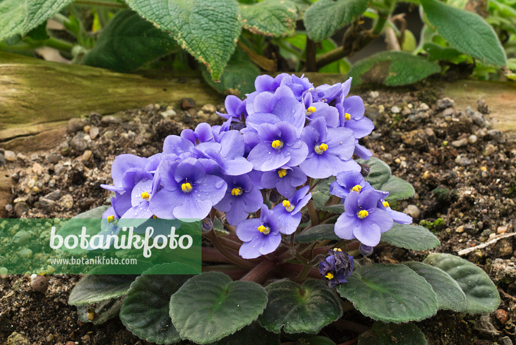 608016 - African violet (Saintpaulia ionantha)