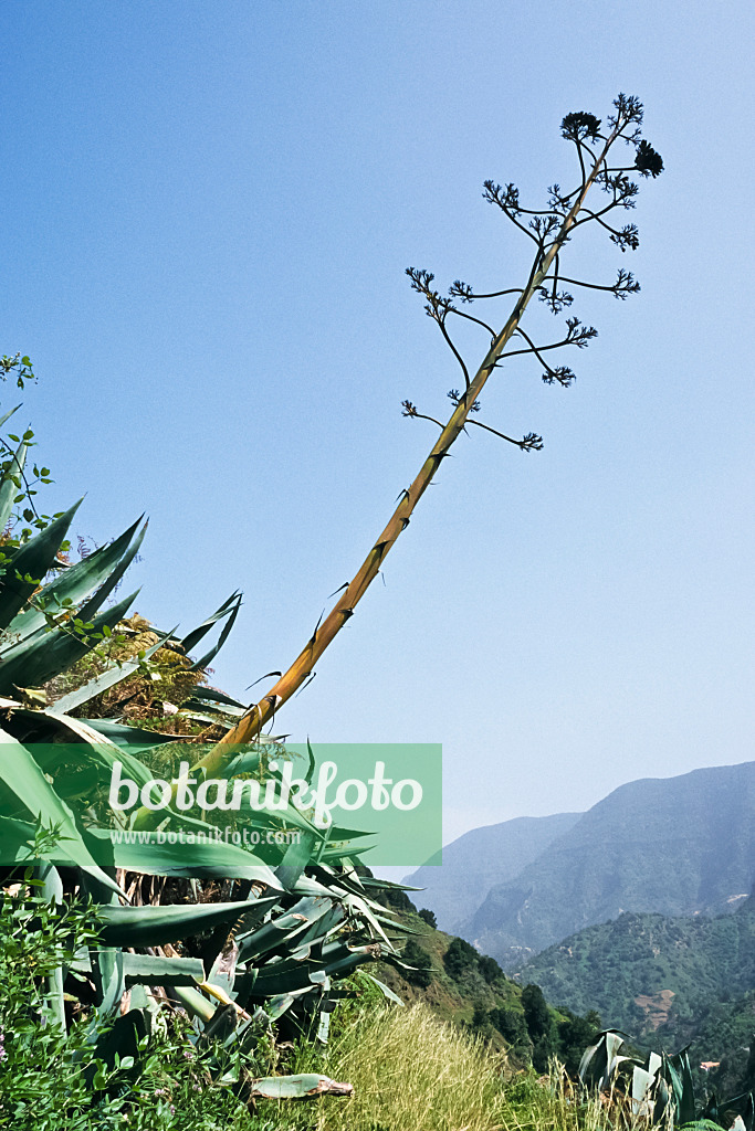 363050 - Agave (Agave americana), La Gomera, Spain