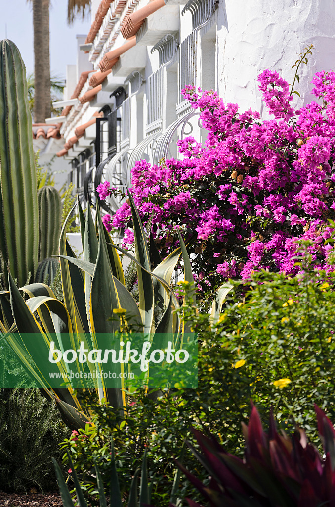 564049 - Agave (Agave) and Bougainvillea