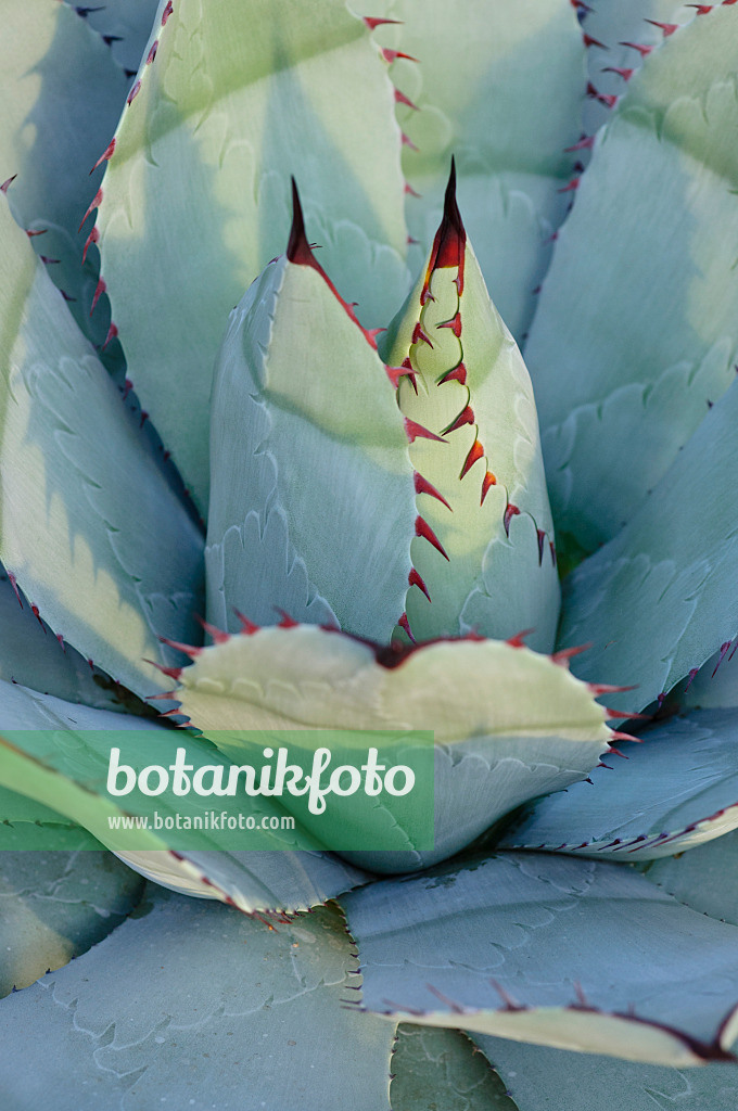 492004 - Agave (Agave parrasana) 492004 - Agave (Agave parrasana)