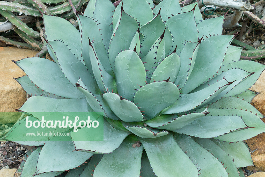 559004 - Agave (Agave parrasana) 559004 - Agave (Agave parrasana)