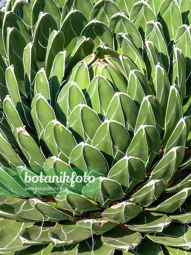 437262 - Agave (Agave victoriae-reginae)