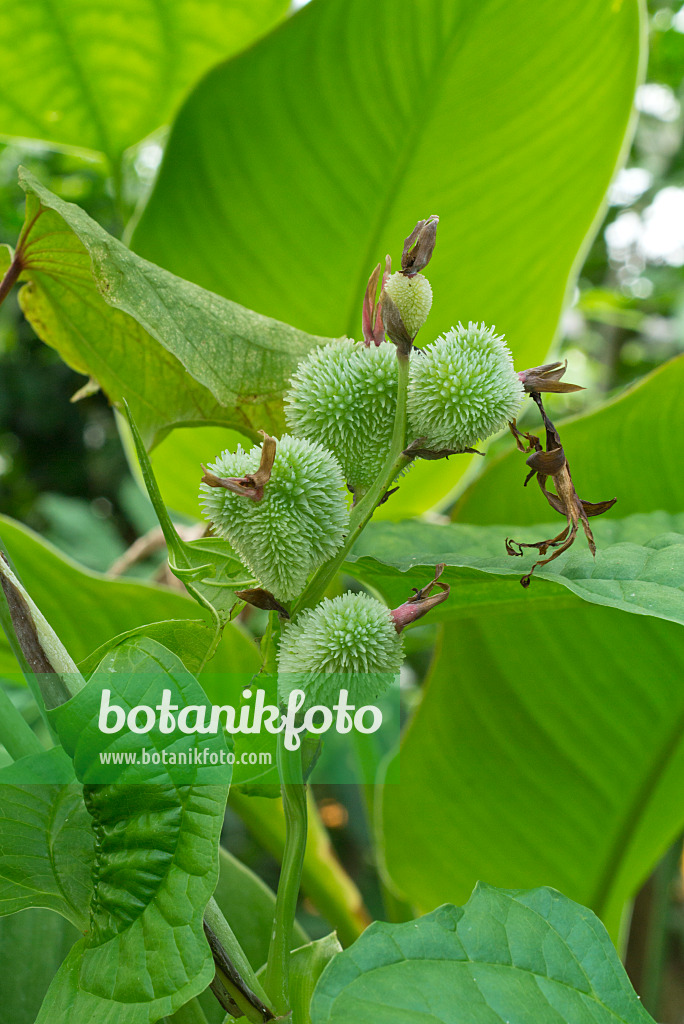 608123 - Air potato (Dioscorea bulbifera)