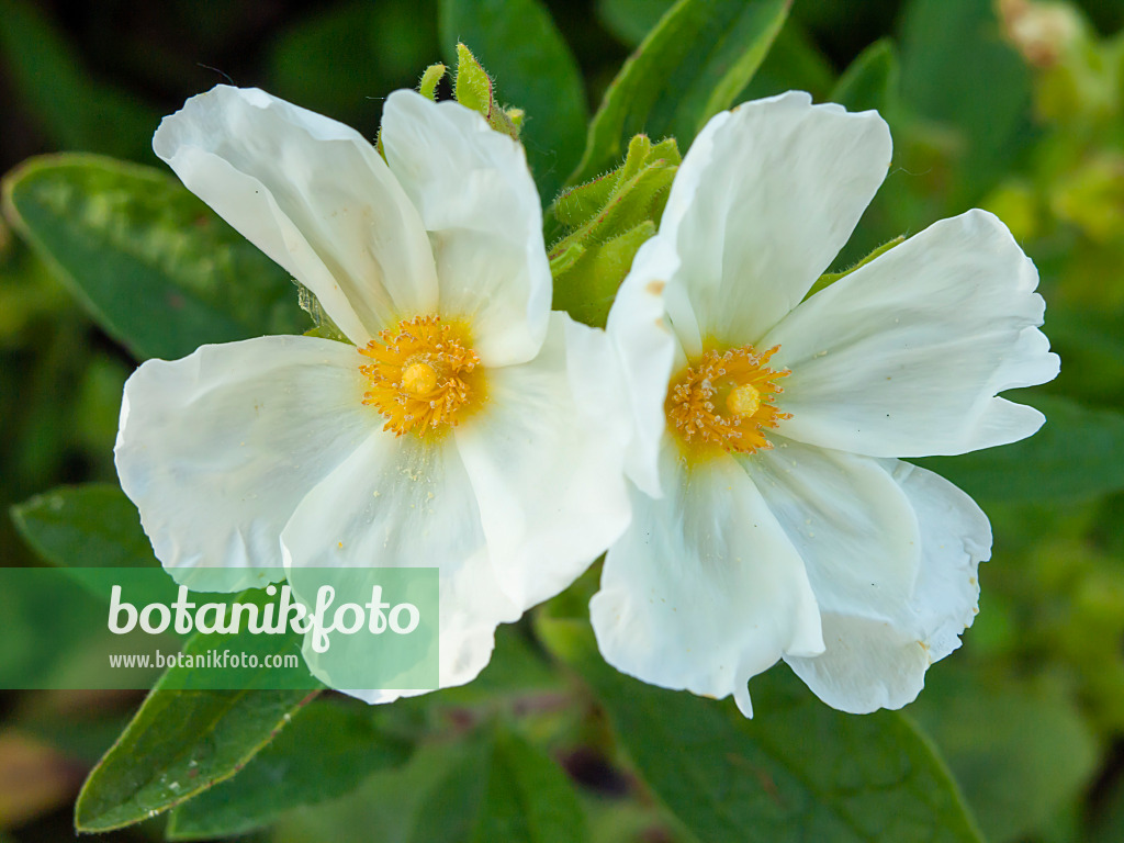 425102 - Albanian rock rose (Cistus albanicus)