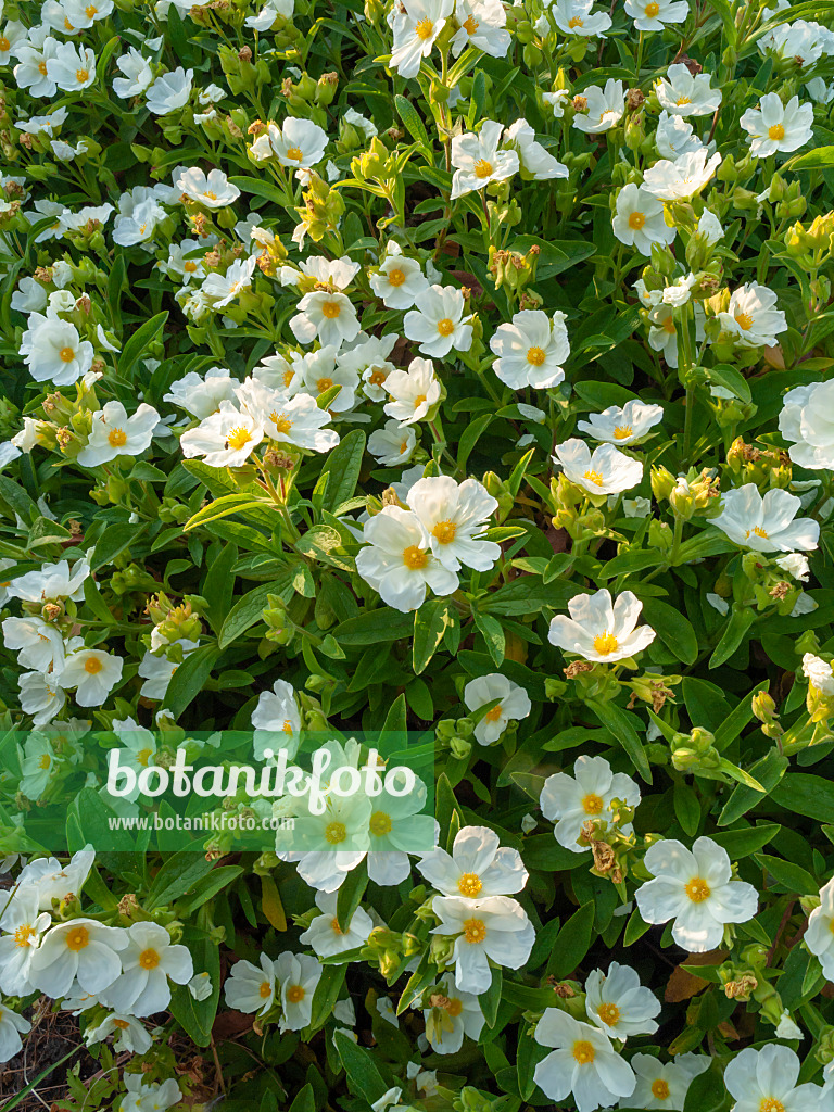 425105 - Albanian rock rose (Cistus albanicus)