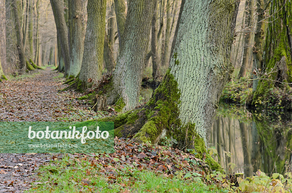 527010 - Alders (Alnus) at a hiking trail, Spreewald Biosphere Reserve, Germany