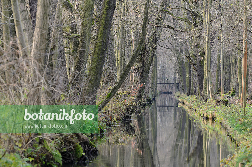 527011 - Alders (Alnus) at a water ditch, Spreewald Biosphere Reserve, Germany