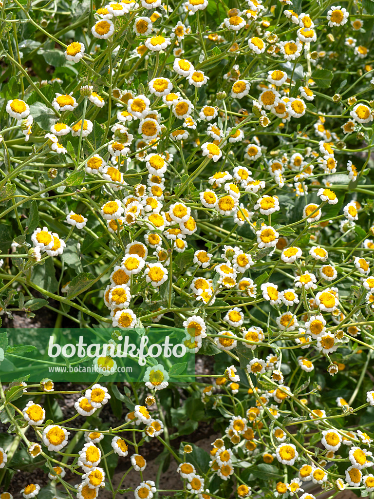 439207 - Alecost (Tanacetum balsamita syn. Balsamita major)