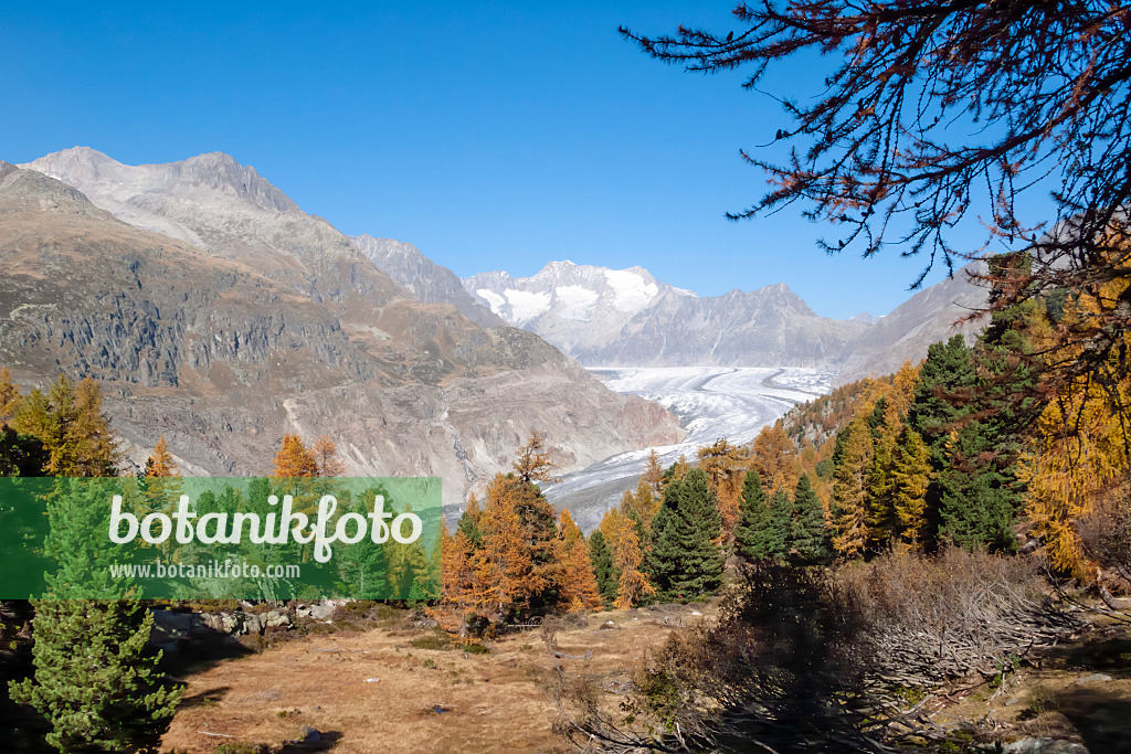 453083 - Aletsch forest and Aletsch glacier, Switzerland