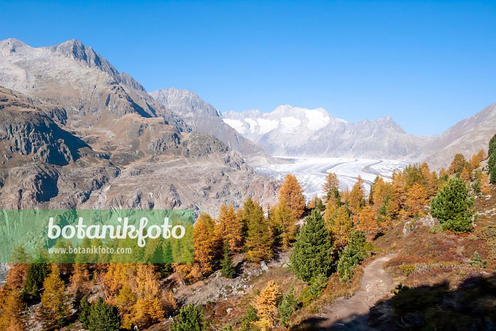 453091 - Aletsch forest and Aletsch glacier, Switzerland