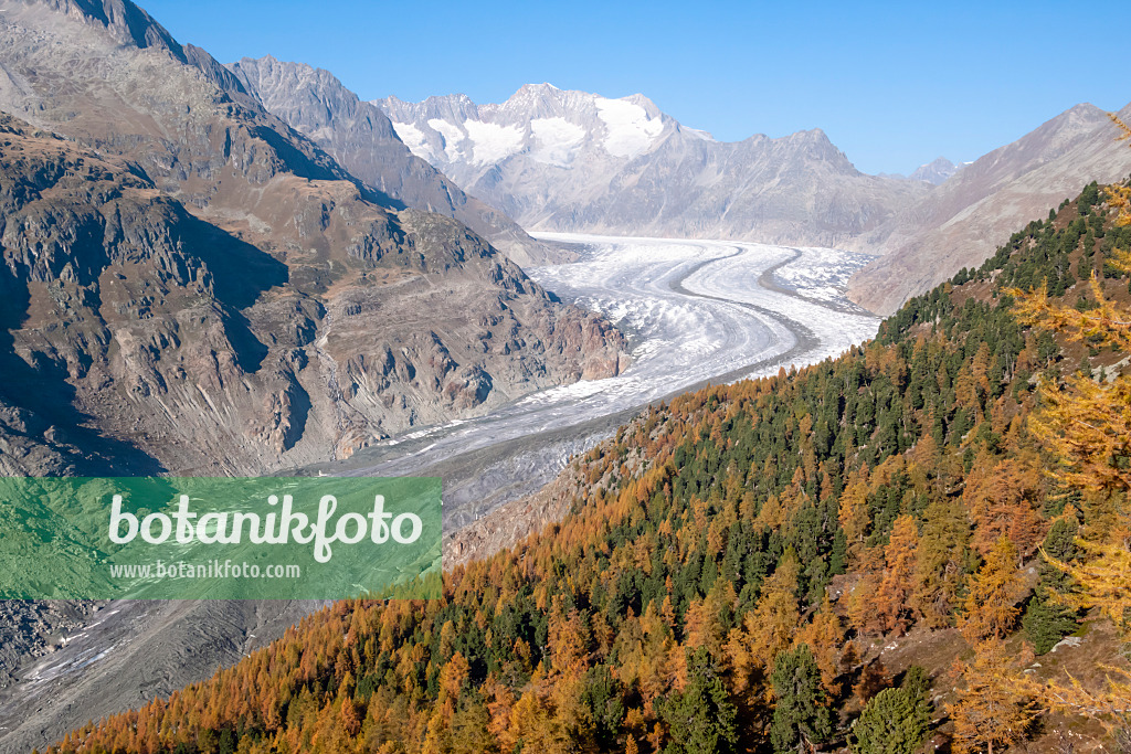 453097 - Aletsch forest and Aletsch glacier, Switzerland