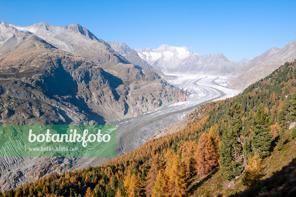 453099 - Aletsch forest and Aletsch glacier, Switzerland