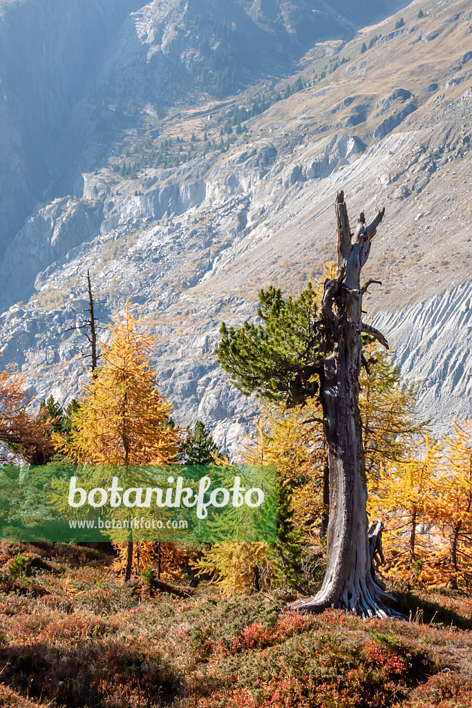 453093 - Aletsch forest, Switzerland