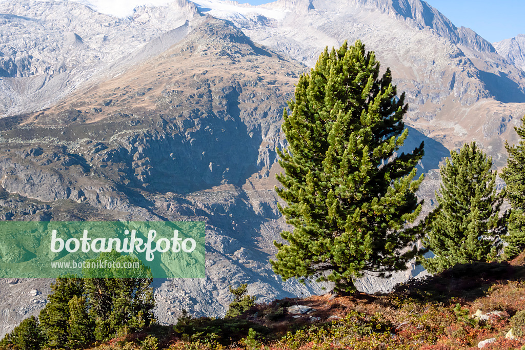 453096 - Aletsch forest, Switzerland