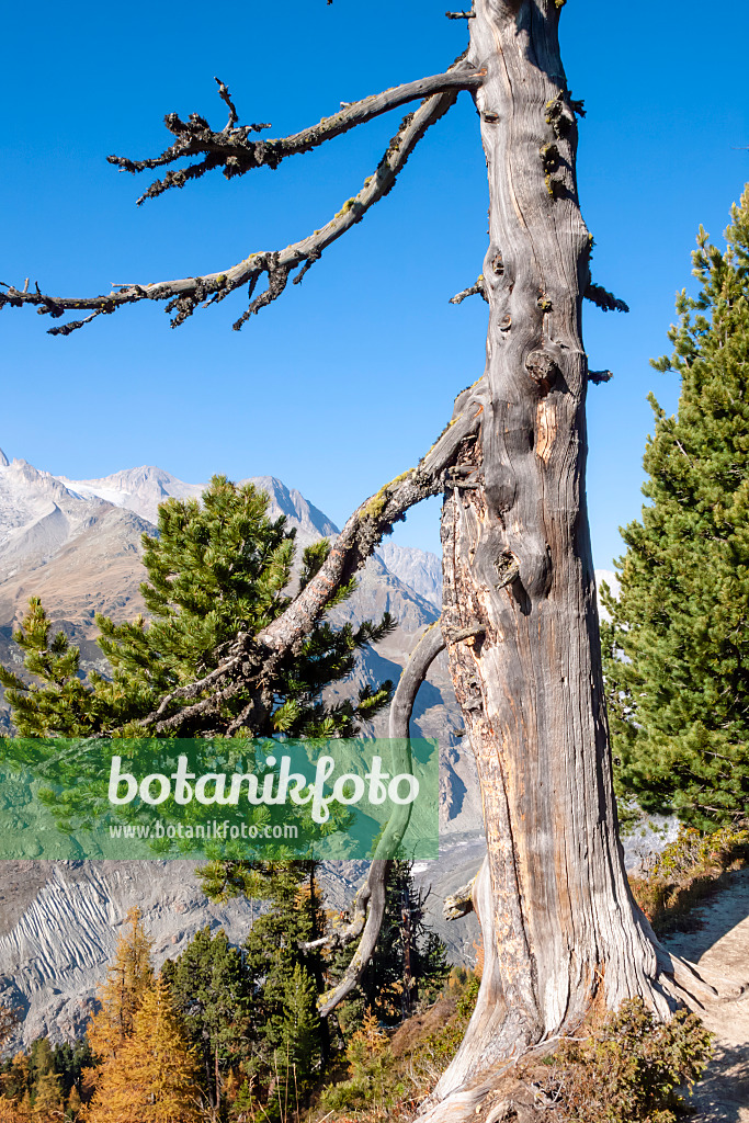 453100 - Aletsch forest, Switzerland