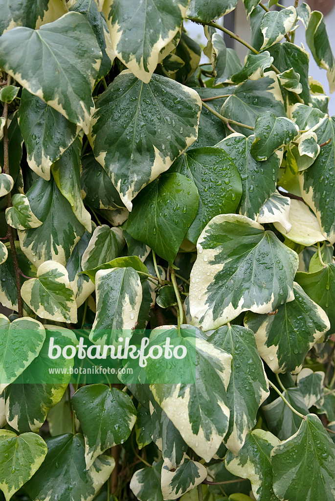 490066 - Algerian ivy (Hedera algeriensis 'Gloire de Marengo')