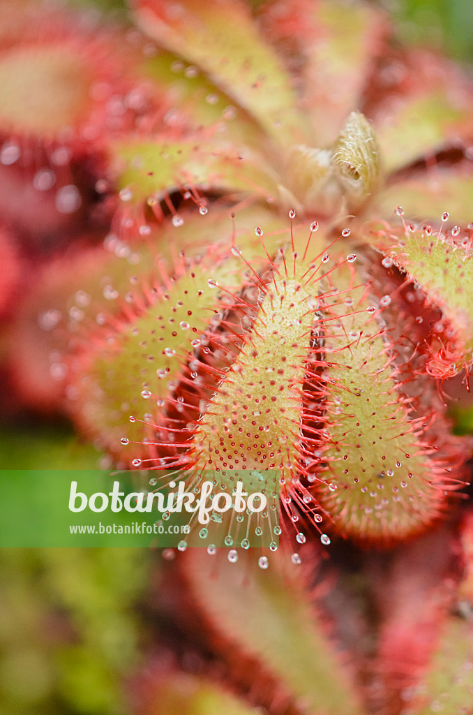 537017 - Alice sundew (Drosera aliciae)