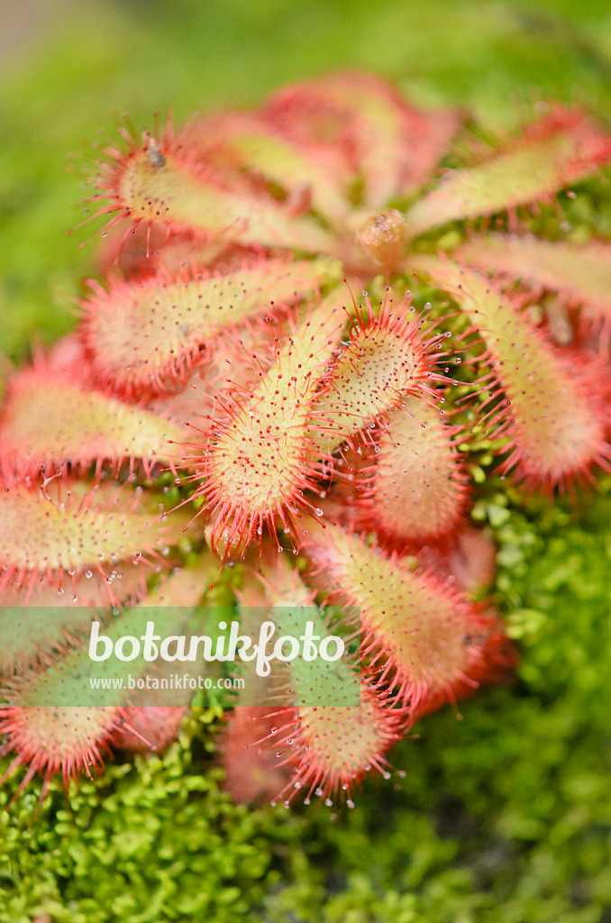 537018 - Alice sundew (Drosera aliciae)