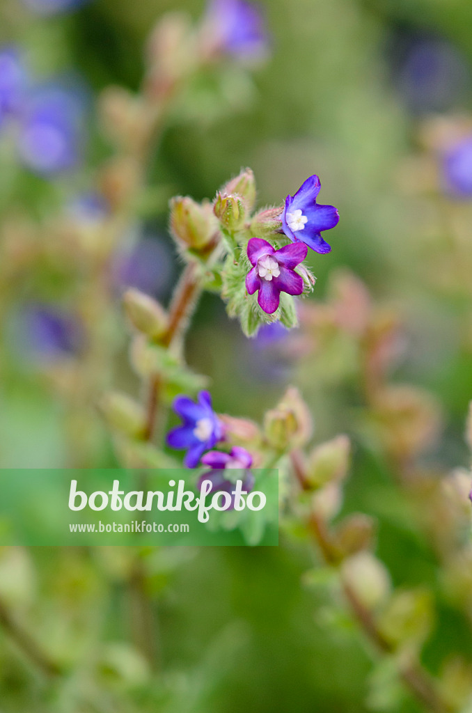 523100 - Alkanet (Alkanna tinctoria syn. Alkanna tuberculata)