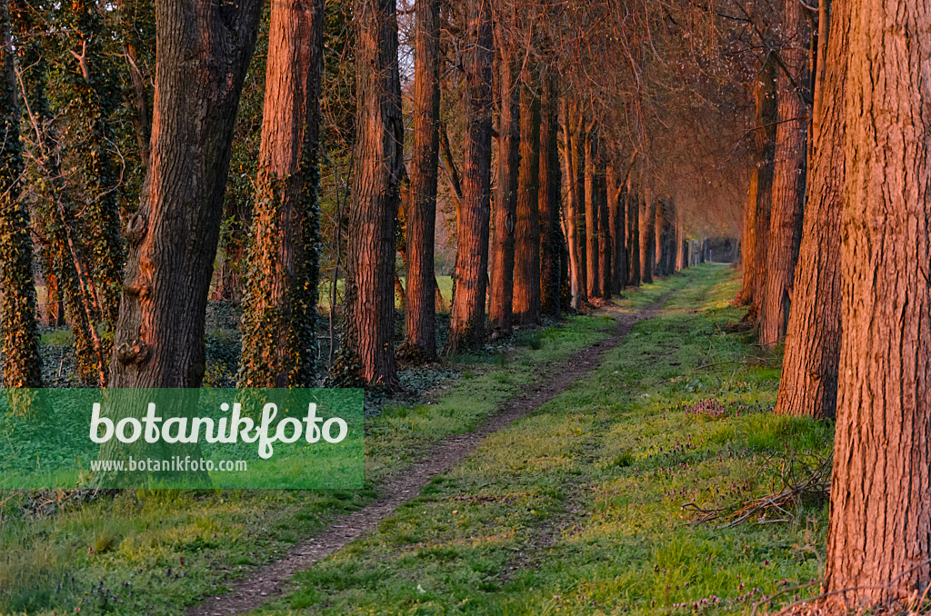 555037 - Alley of lime trees, Brandenburg, Germany