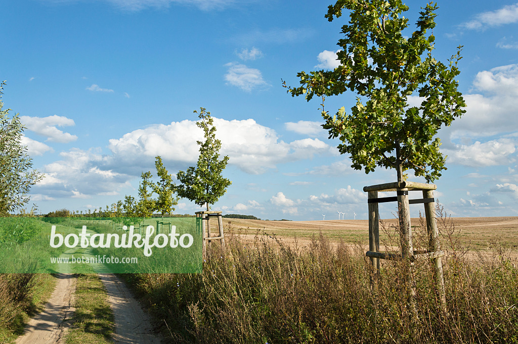 512087 - Alley of small oaks, Brandenburg, Germany