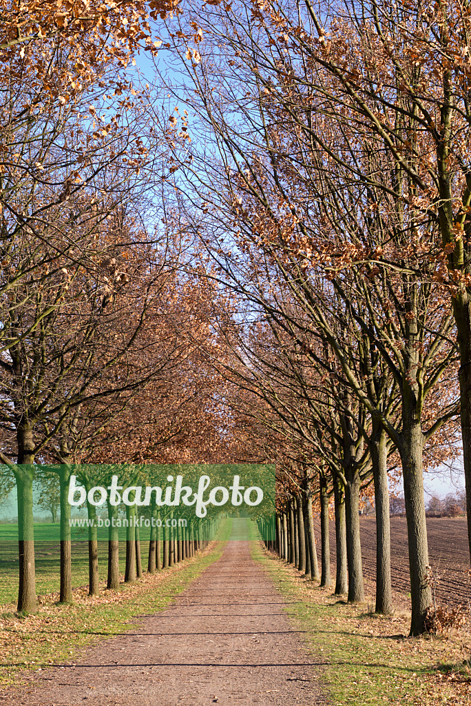 576025 - Alley of small oaks, Brandenburg, Germany