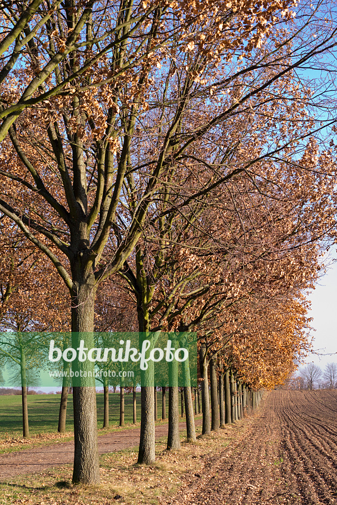 576026 - Alley of small oaks, Brandenburg, Germany