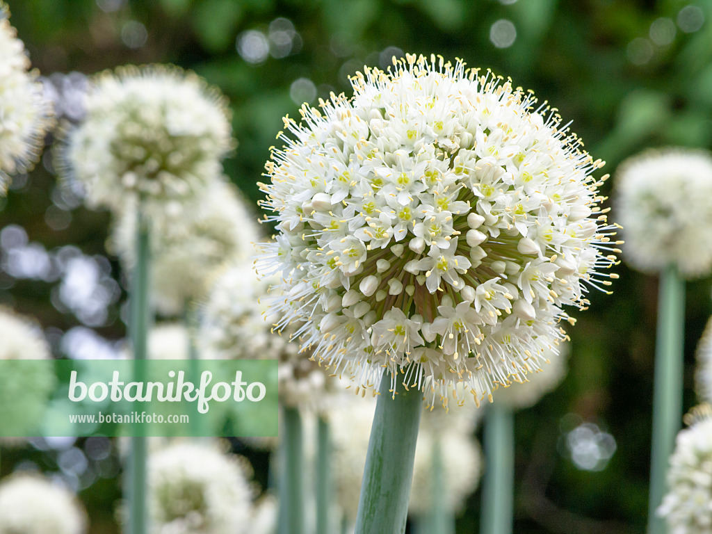 439186 - Allium pskemense