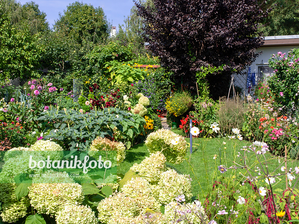 476006 - Allotment garden in late summer